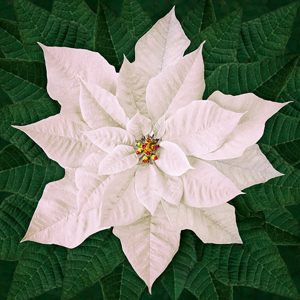 Dream Big Holiday T4877-5 Red or T4877-3-White or T48770-12 Pink Poinsettia Panel by Hoffman Fabrics
