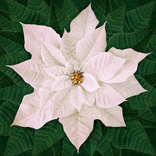 Load image into Gallery viewer, Dream Big Holiday T4877-5 Red or T4877-3-White or T48770-12 Pink Poinsettia Panel by Hoffman Fabrics