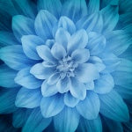 Hoffman - Dream Big - Floral - Digital Print - 42" Square Panel