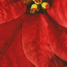 Load image into Gallery viewer, Dream Big Holiday T4877-5 Red or T4877-3-White or T48770-12 Pink Poinsettia Panel by Hoffman Fabrics