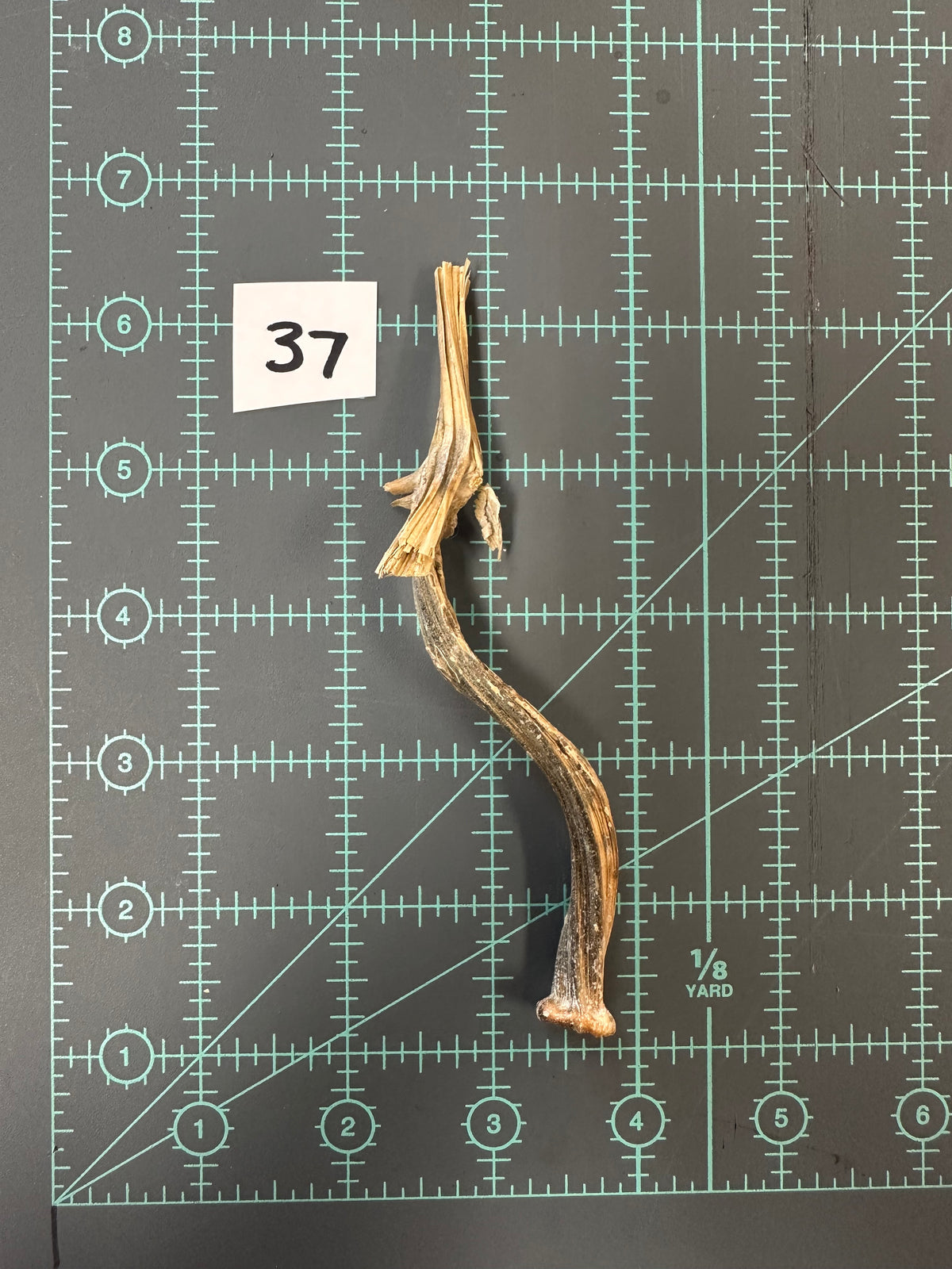 Large Pumpkin Stems for Pumpkin Pizazz Project- Use drop down menu to select stems.
