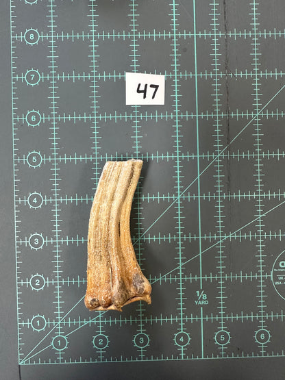 Large Pumpkin Stems for Pumpkin Pizazz Project- Use drop down menu to select stems.