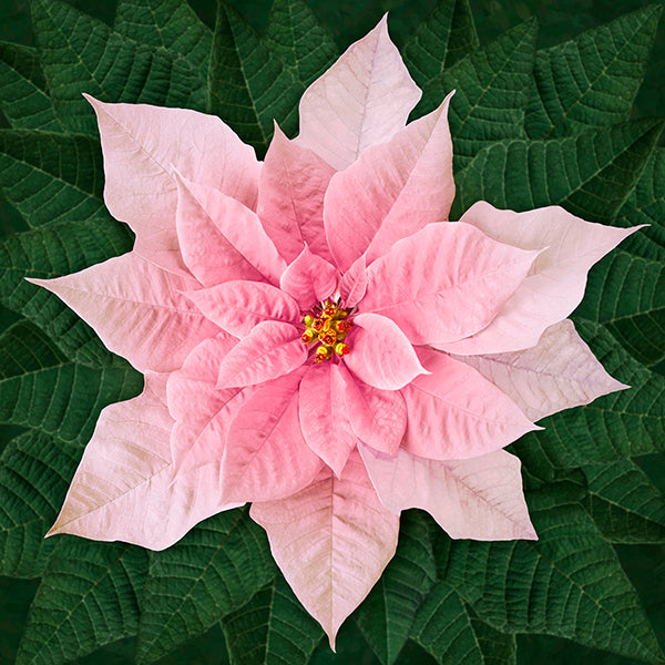 Dream Big Holiday T4877-5 Red or T4877-3-White or T48770-12 Pink Poinsettia Panel by Hoffman Fabrics