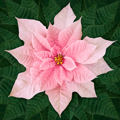 Dream Big Holiday T4877-5 Red or T4877-3-White or T48770-12 Pink Poinsettia Panel by Hoffman Fabrics