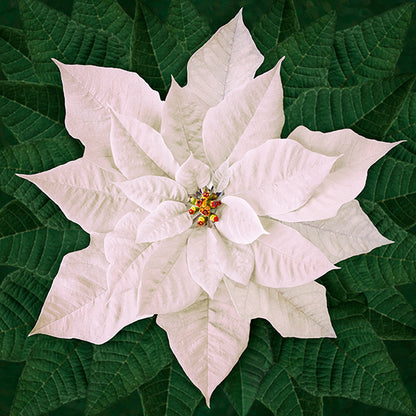 Dream Big Holiday T4877-5 Red or T4877-3-White or T48770-12 Pink Poinsettia Panel by Hoffman Fabrics