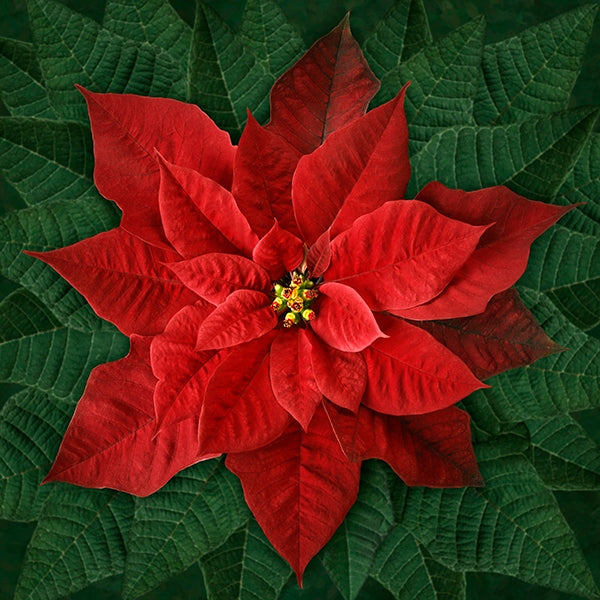 Dream Big Holiday T4877-5 Red or T4877-3-White or T48770-12 Pink Poinsettia Panel by Hoffman Fabrics