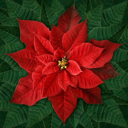 Dream Big Holiday T4877-5 Red or T4877-3-White or T48770-12 Pink Poinsettia Panel by Hoffman Fabrics