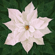 Load image into Gallery viewer, Dream Big Holiday T4877-5 Red or T4877-3-White Poinsettia Panel by Hoffman Fabrics