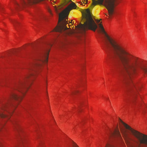 Dream Big Holiday T4877-5 Red or T4877-3-White Poinsettia Panel by Hoffman Fabrics